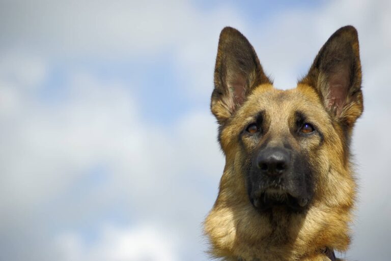 pannus in german shepherd
