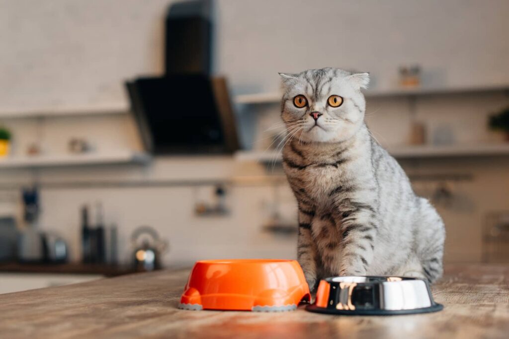 kidney disease cat
