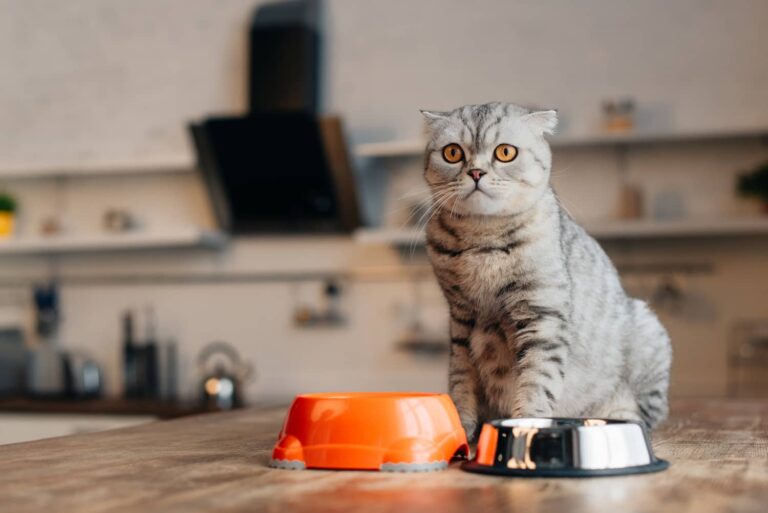 kidney disease cat
