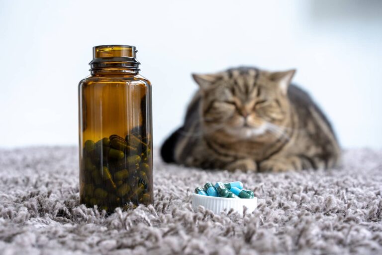 methimazole in cats