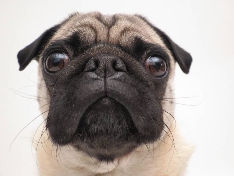 pug face