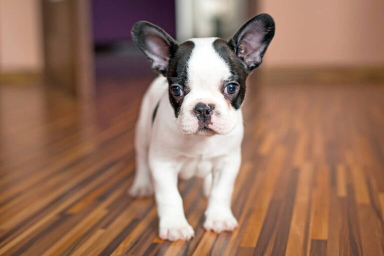 vaccination schedule for puppies