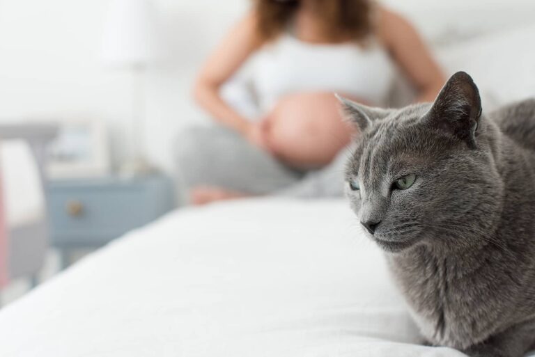 toxoplasmosis in cats
