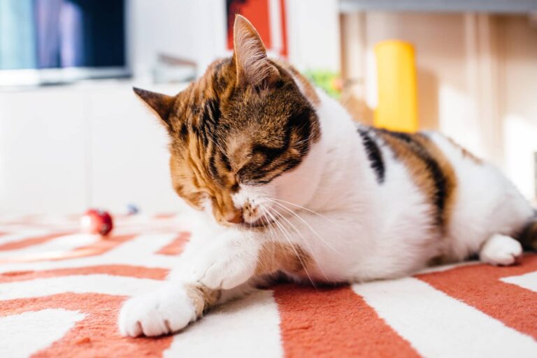 overgrooming in cats
