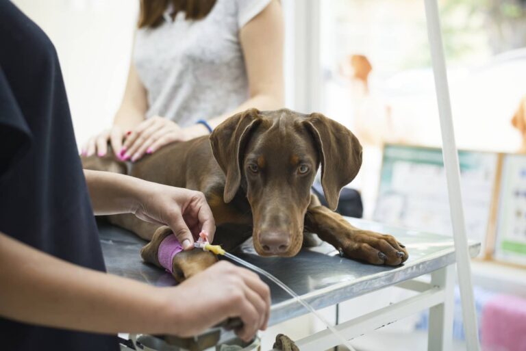 von willebrand disease in dogs