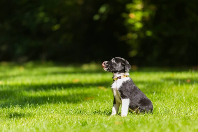 puppy