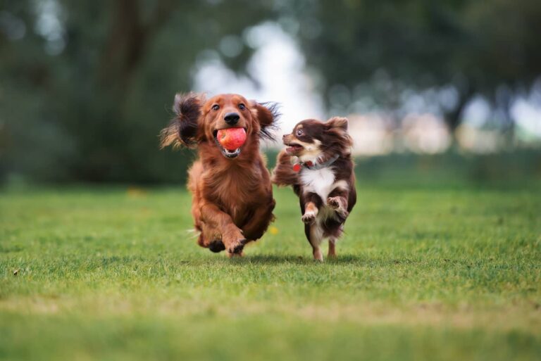 dogs playing and socializing