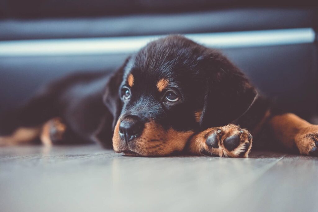 rottweiler dog