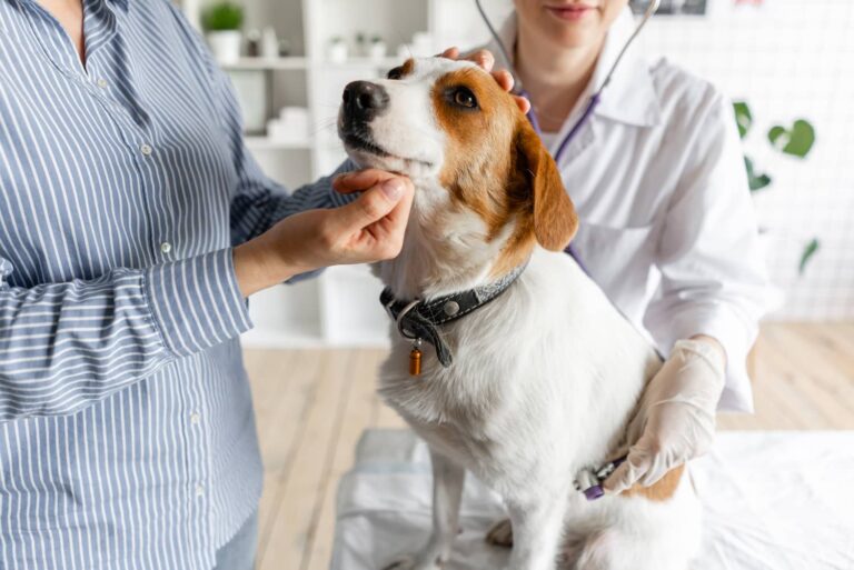 Bile acid test in dogs