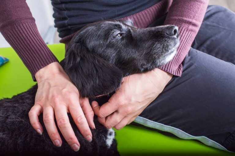symptoms of pancreatitis in dogs