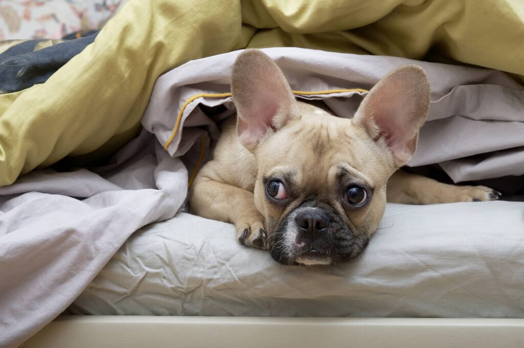 eye infection in dogs
