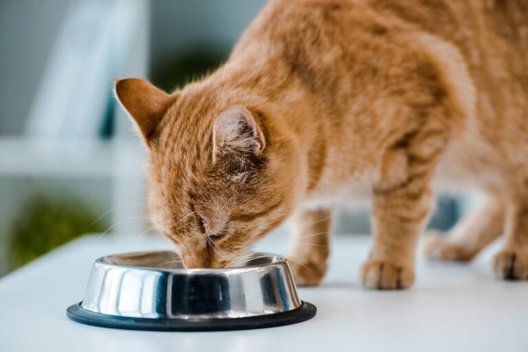 stimulate appetite in cats