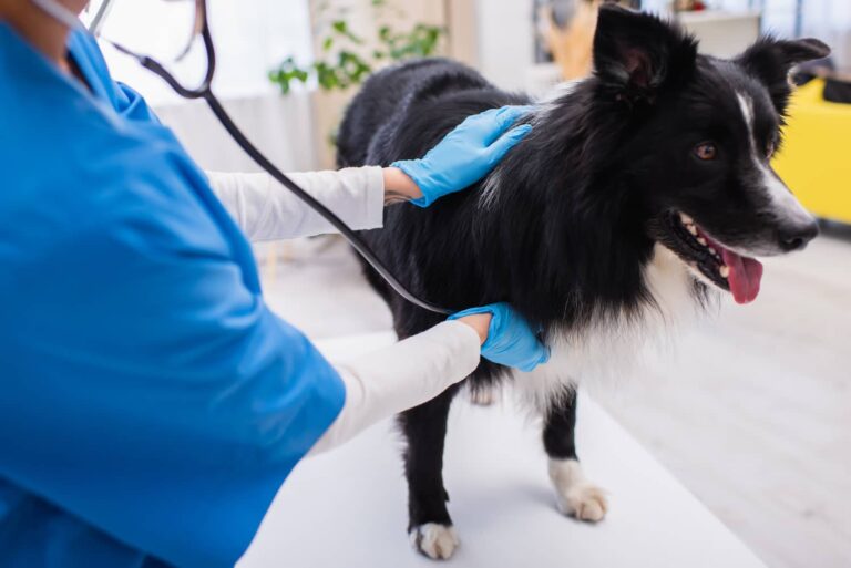 acid reflux in dogs