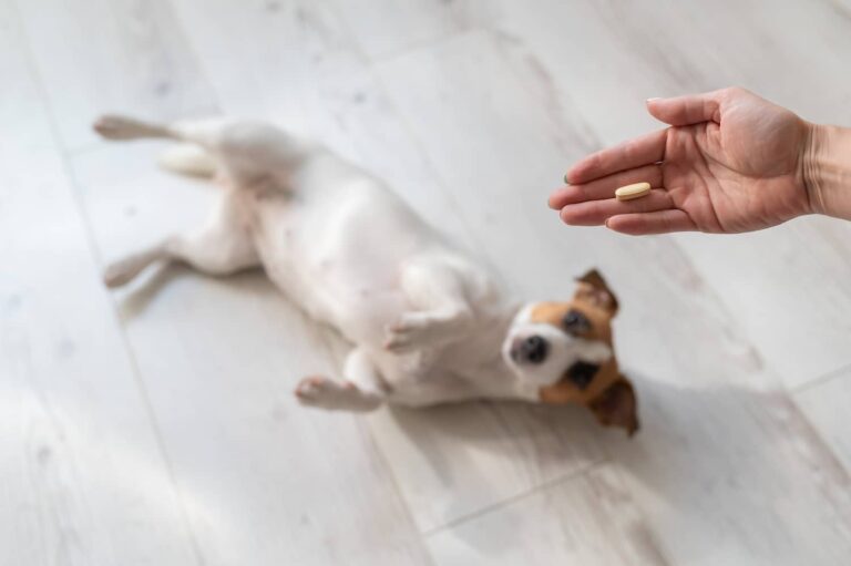 benazepril for dogs