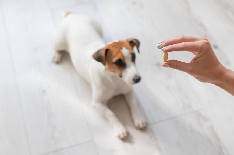 NSAIDs for dogs