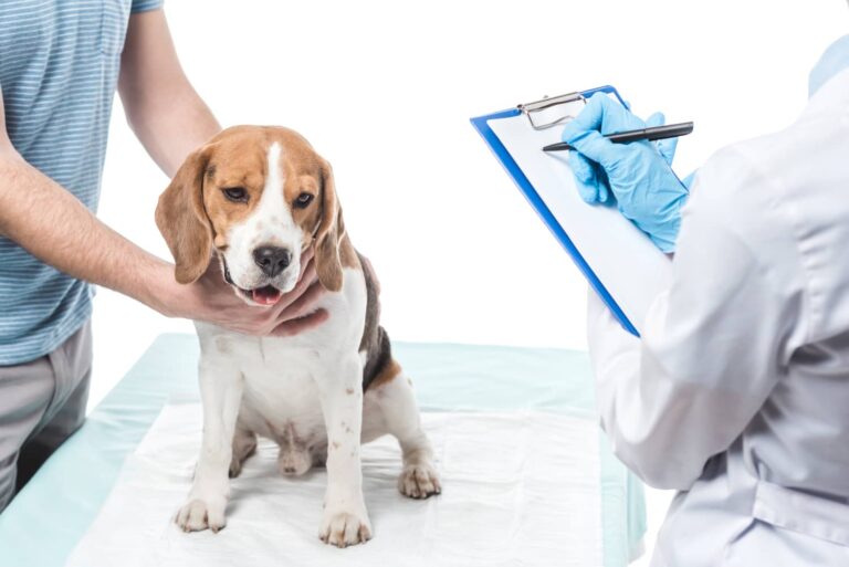dogs with kidney failure