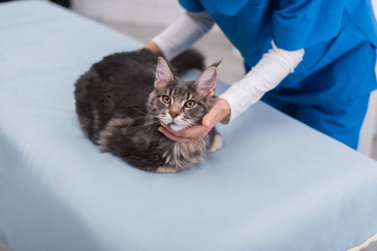 intestinal lymphoma in cats