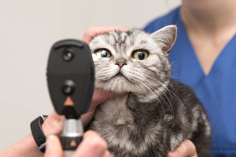 ophthalmic tests in pets