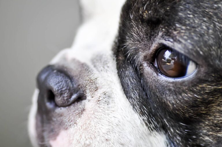 pigmentary keratitis in dogs