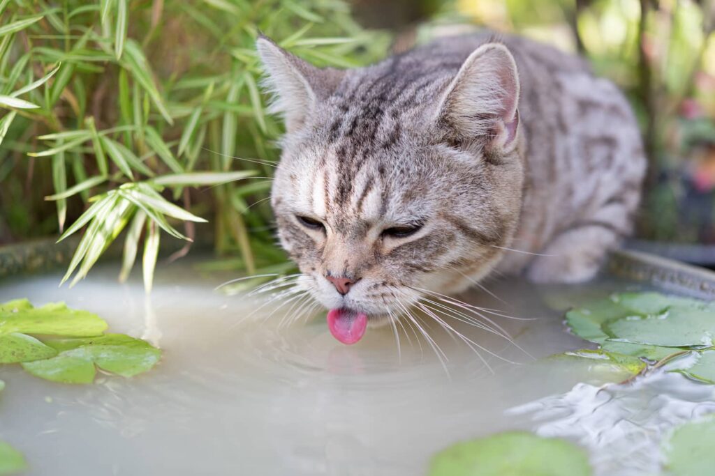 giardia in cats