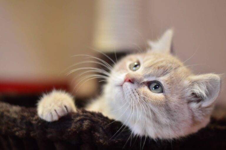 chlorambucil for cats