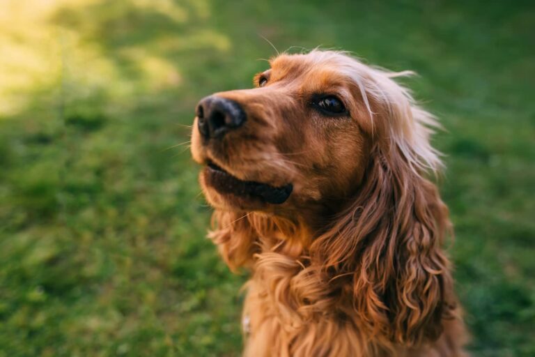 cricopharyngeal achalasia in dogs