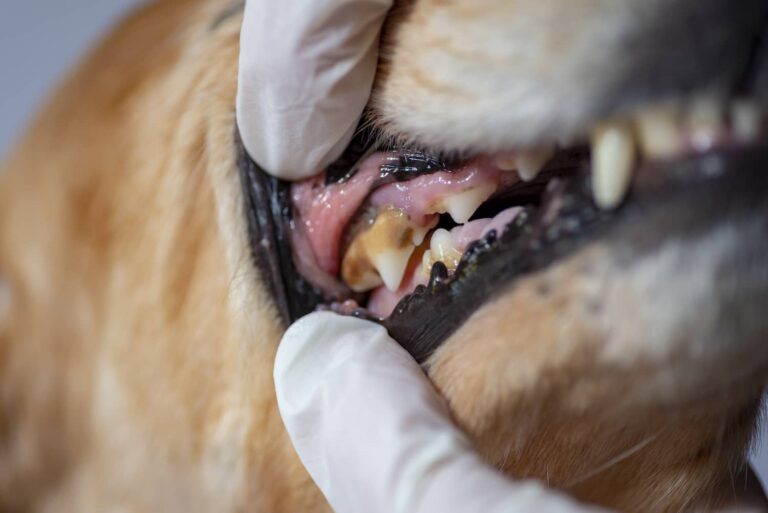 periodontal disease in dogs