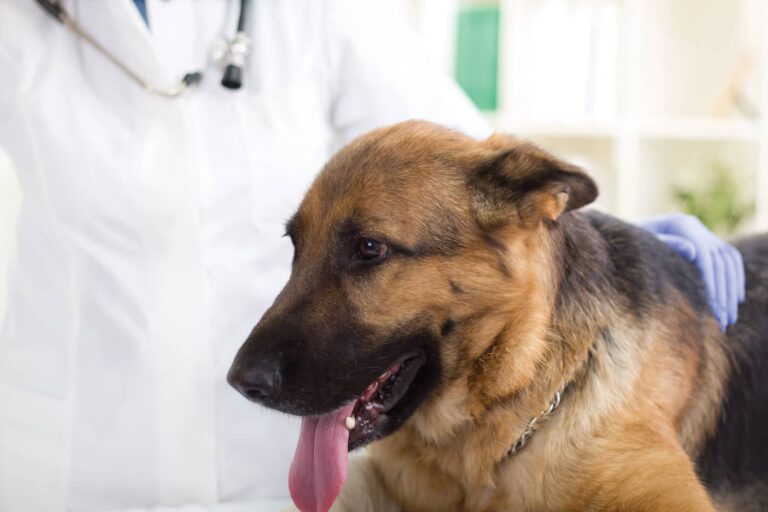 german shepherd