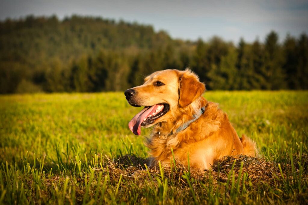 golden retriever