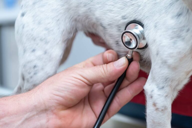 heart murmur in dogs