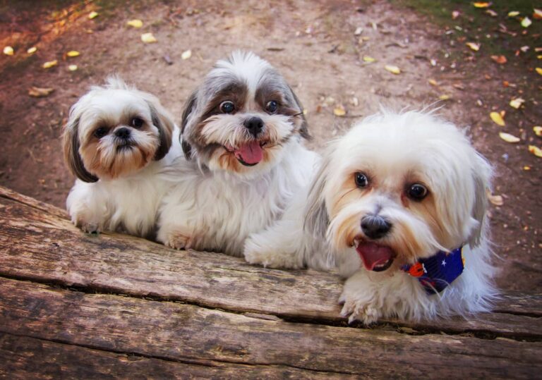 dog breeds that are prone to cysts