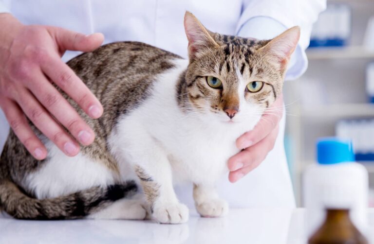 cholangiohepatitis in cats