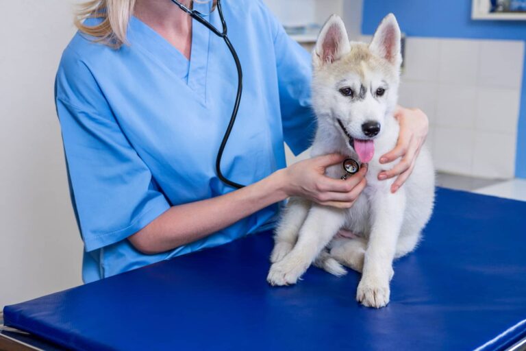 coughing in dogs