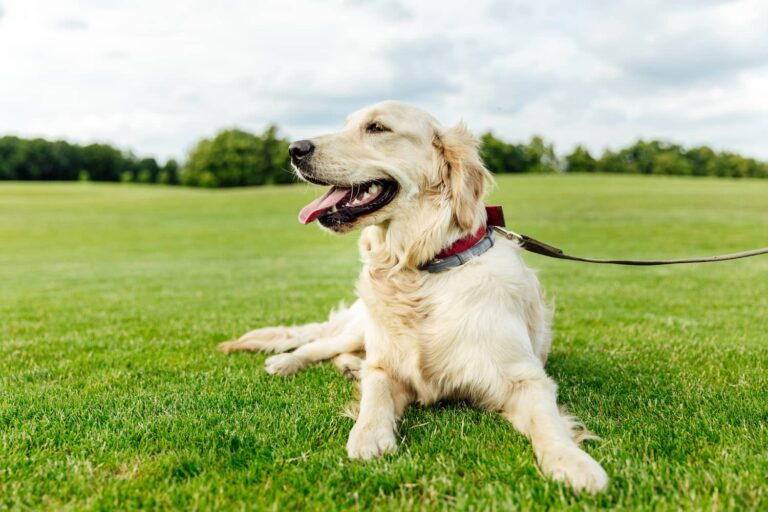scooting in dogs
