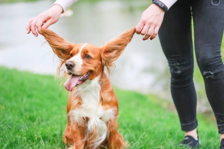 cyclosporine for dogs