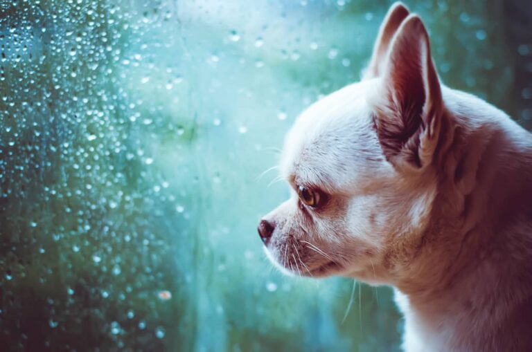 lung cancer in dogs