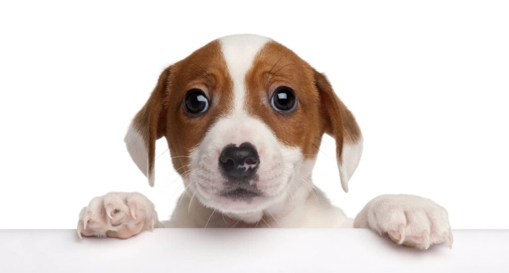 puppy vaginitis