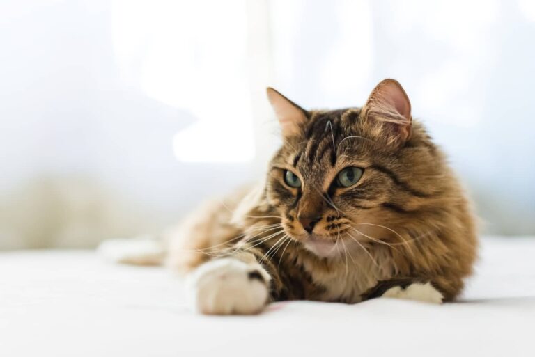 Cat relaxing