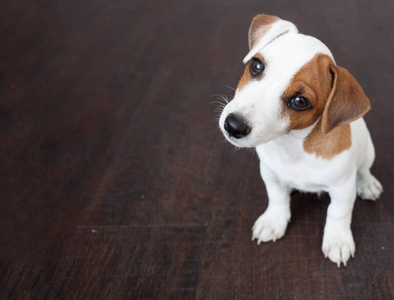 puppy