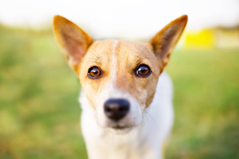 dog face and eyes