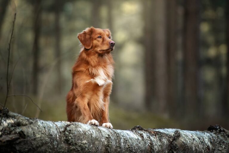 dog in forest
