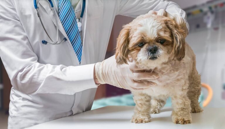 dog vet