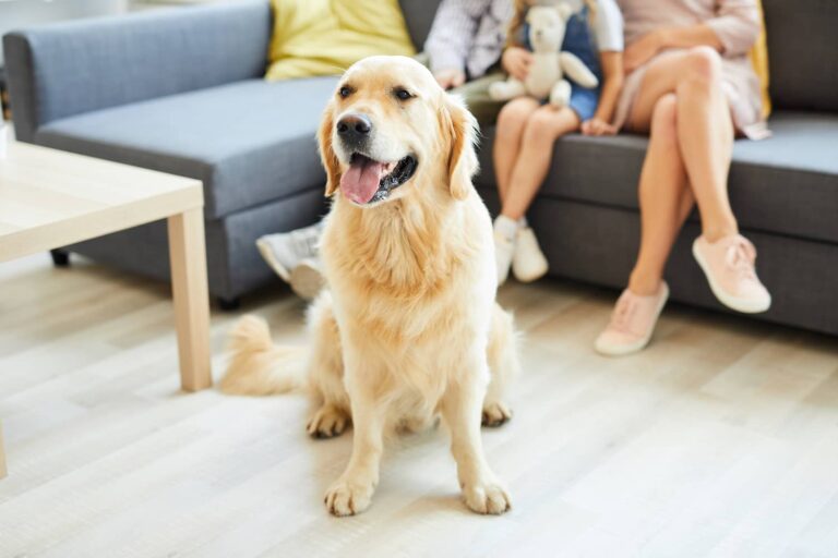 family dog