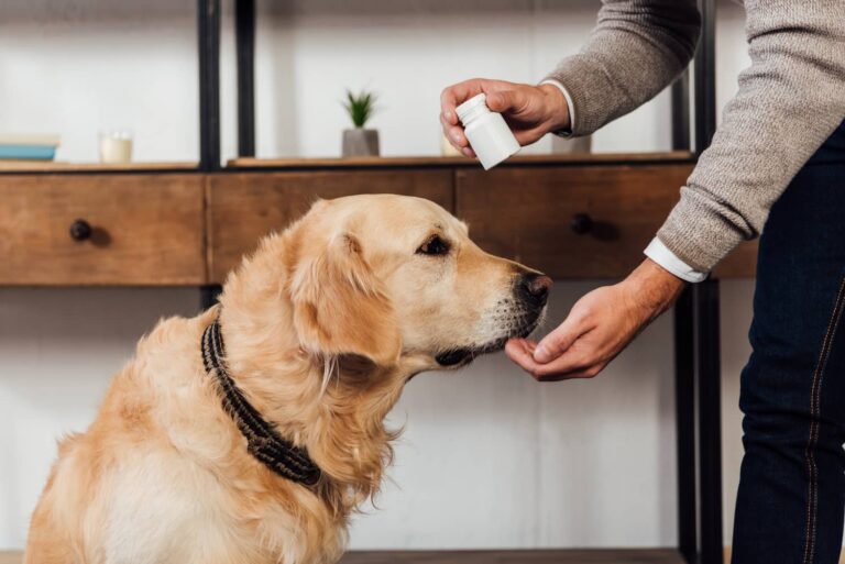 furosemide for dogs