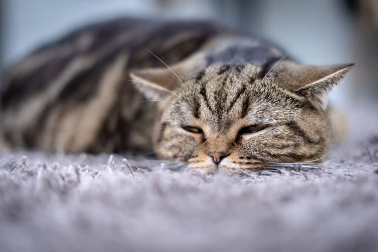 signs of pain in cats