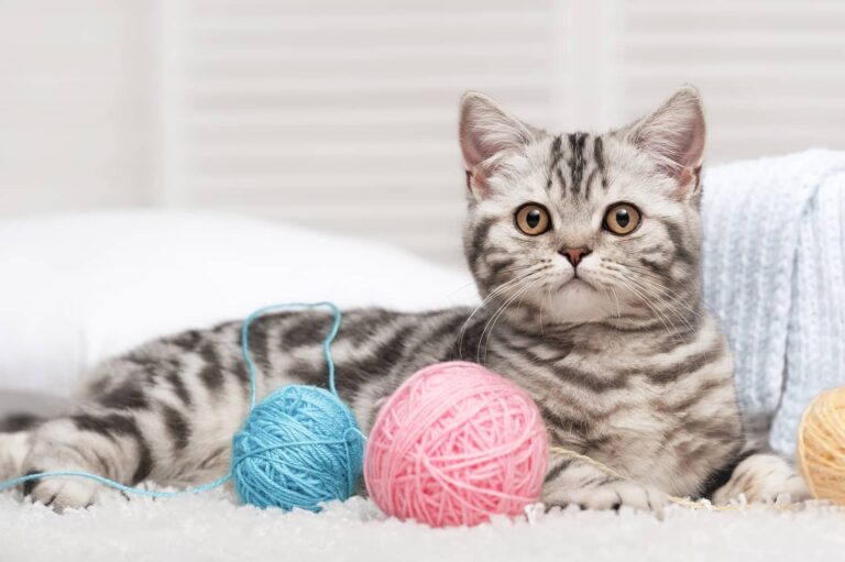 pica in cats