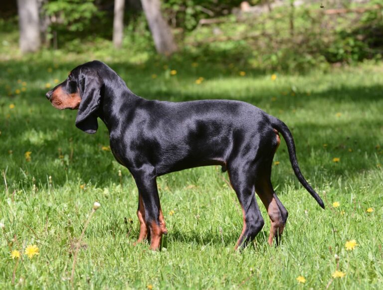 coonhound