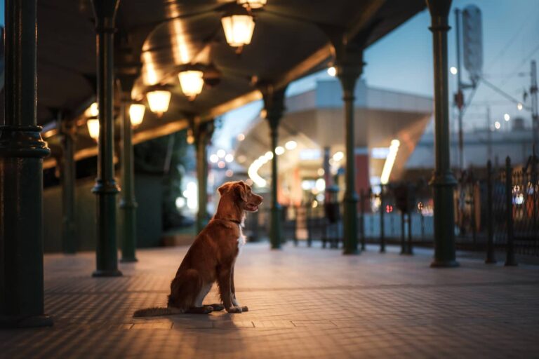 Dog at night. Can dogs see in the dark?