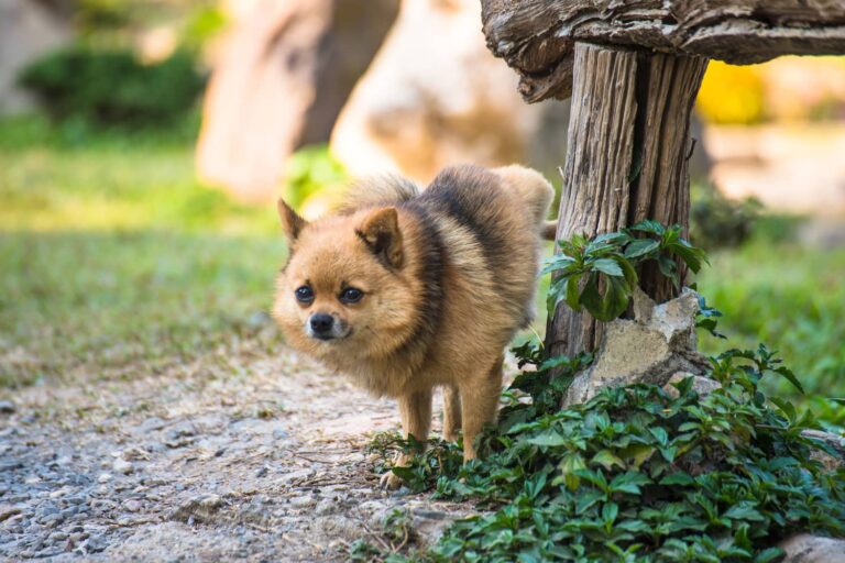 dog peeing a lot