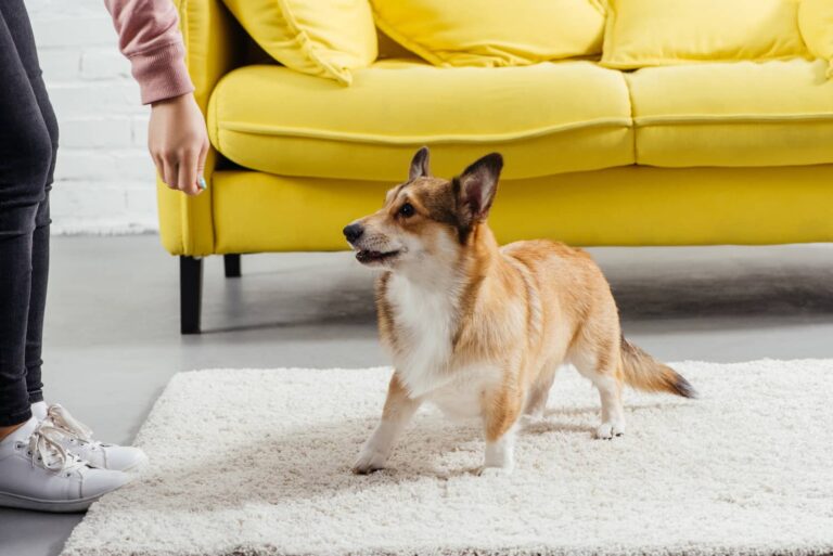 dog playing